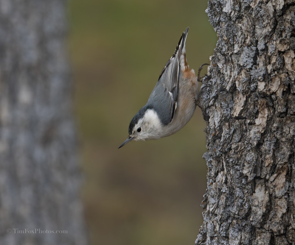 White-breasted Nuthatch