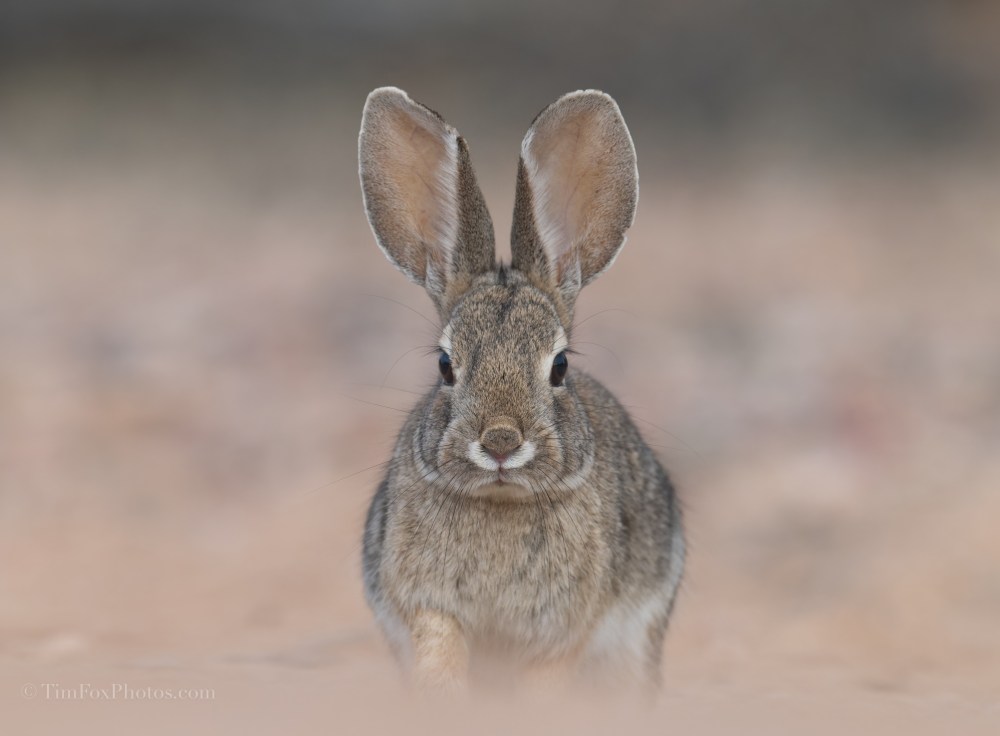 Desert Cottontail