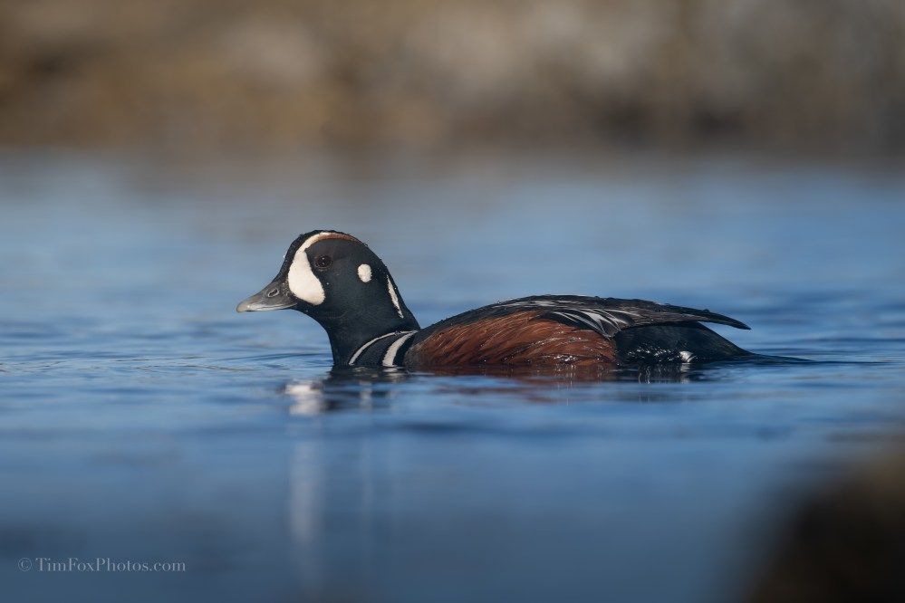 HARLEQUIN DUCK