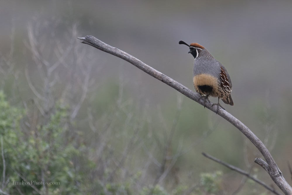 Gambel Quail
