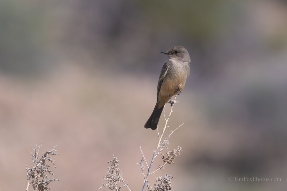 Say's Phoebe