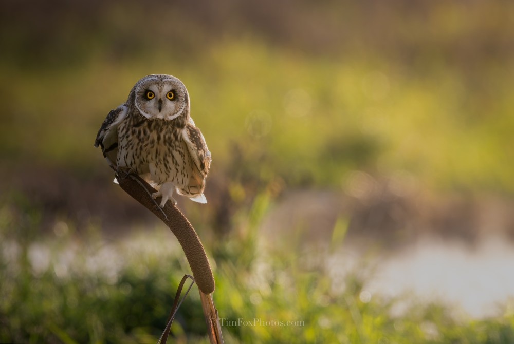 Short-eared Owl