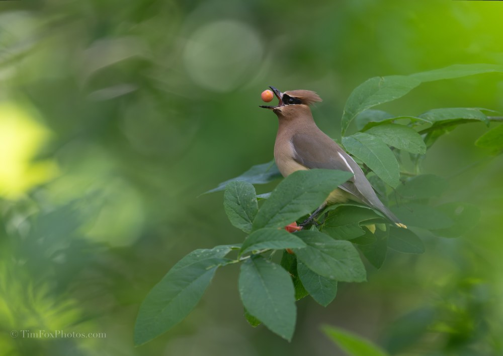 Cedar Waxwing