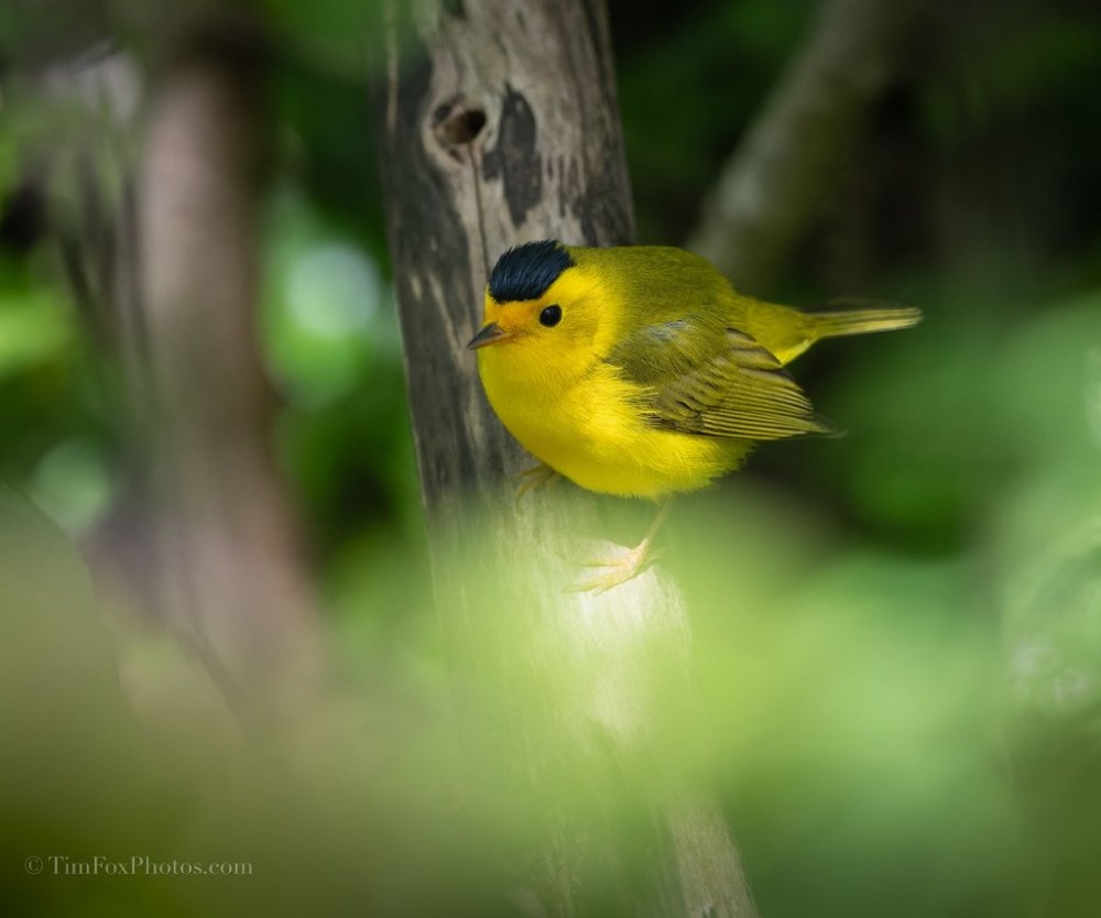 Wilson's Warbler