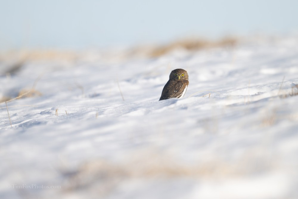 Northern Pygmy Owl