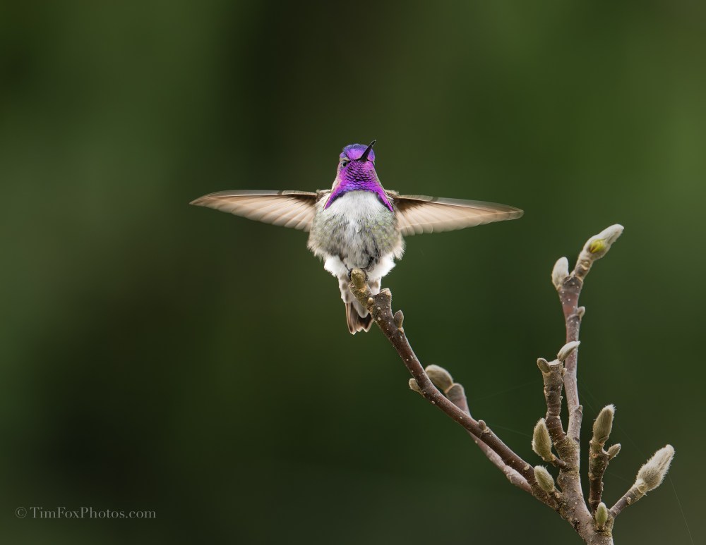 Costa's Hummingbird