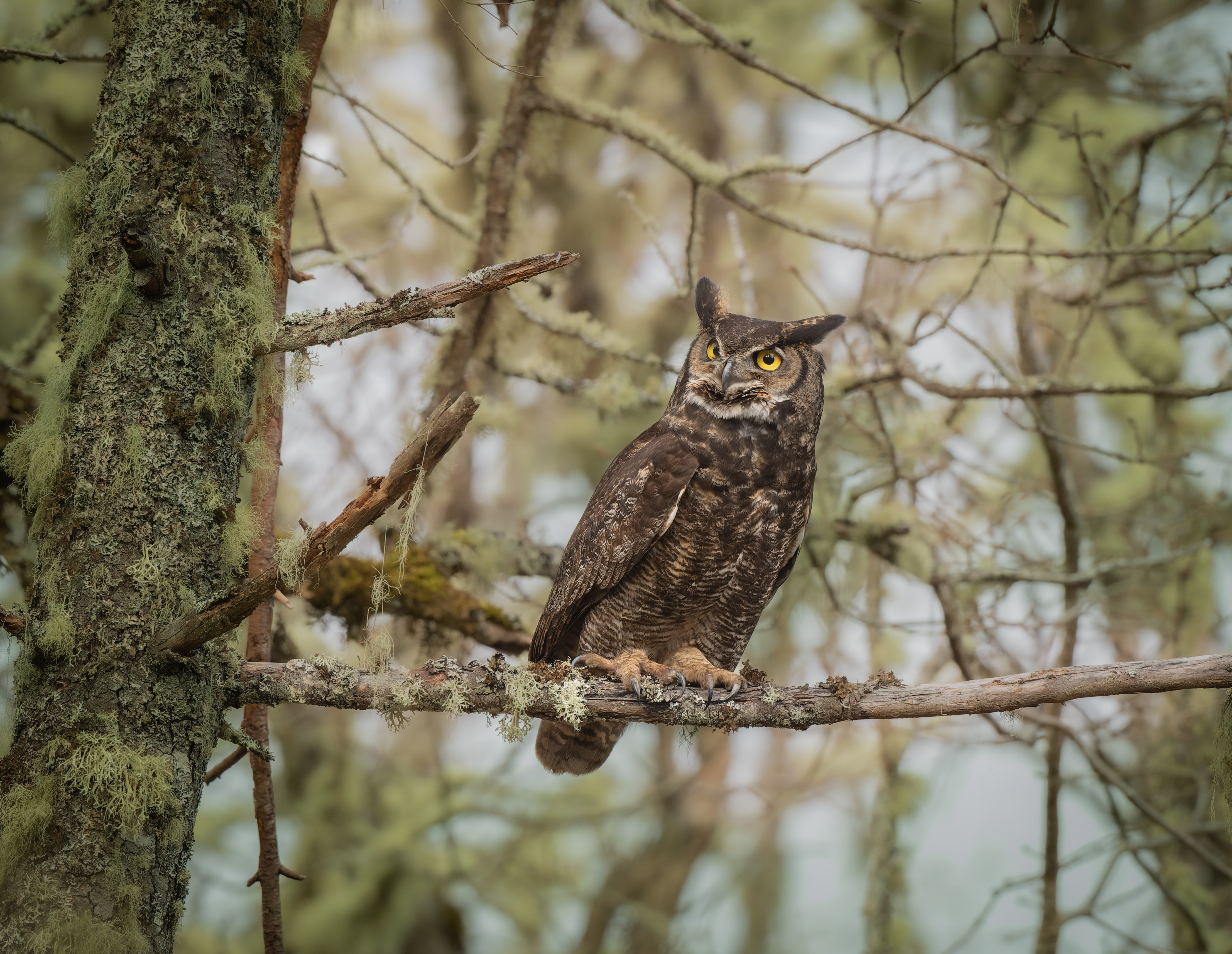 Great Horned Owl