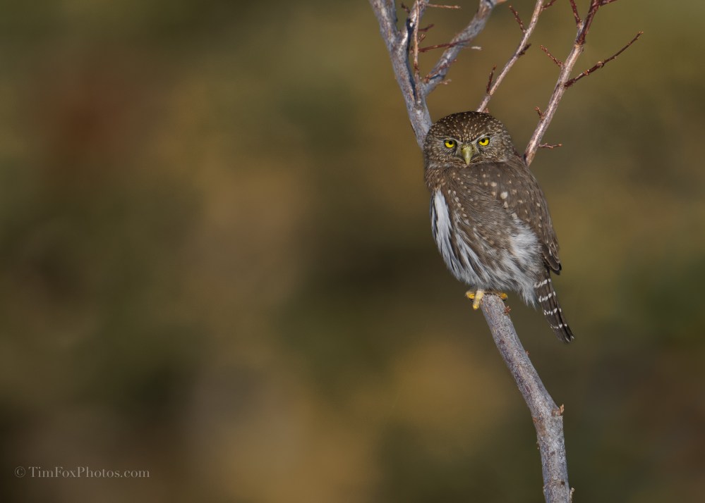 Northern Pygmy Owl