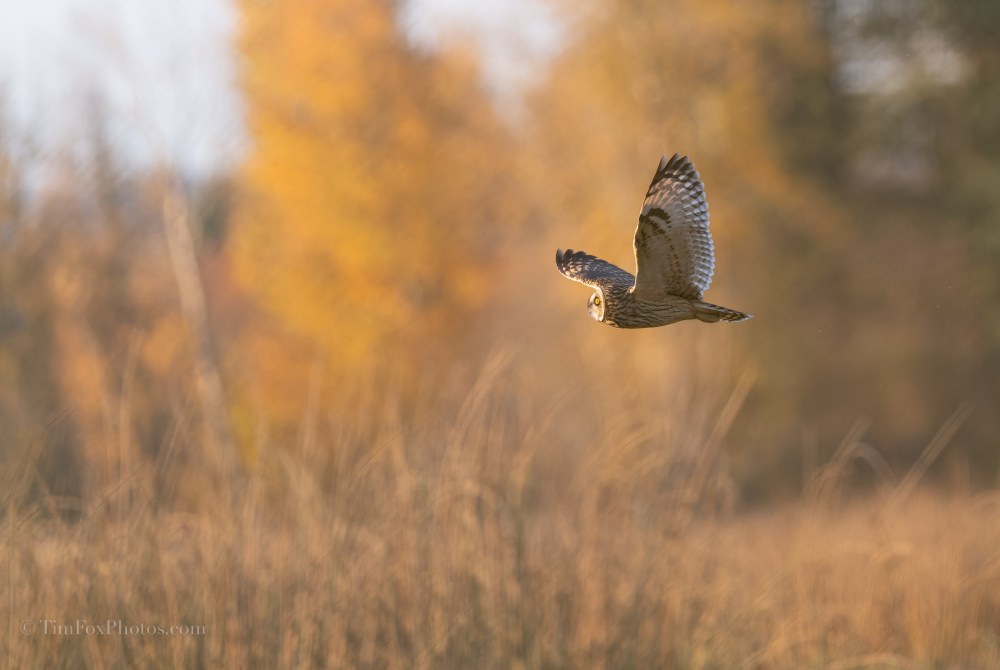 Short-eared Owl
