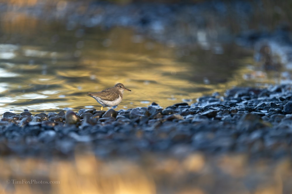 Spotted Sandpiper