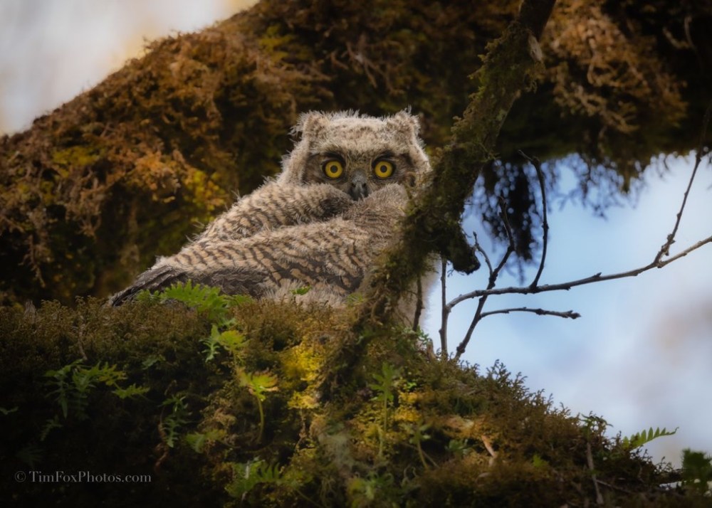 Great Horned Owlet