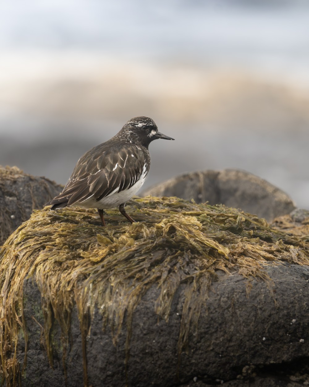 Black Turnstone