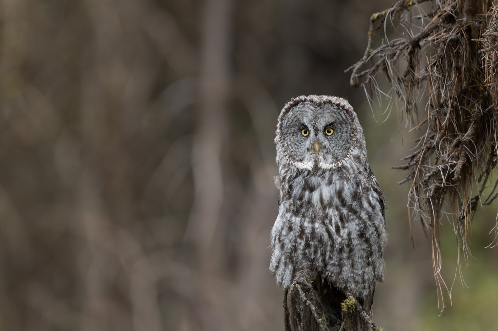 Great Gray owl
