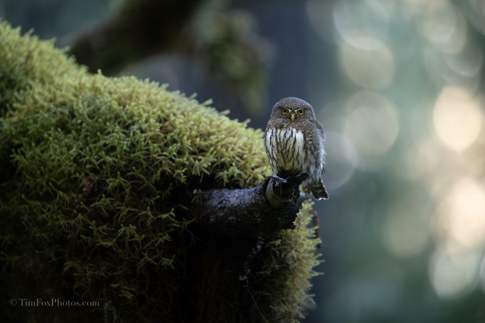 Northern Pygmy owl