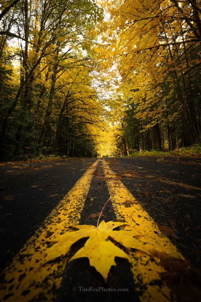 a country road in the autumn