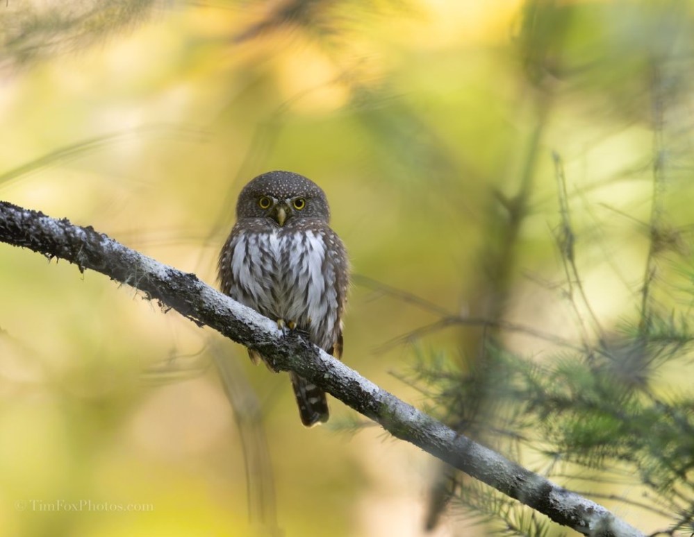northern pygmy owl in the fall