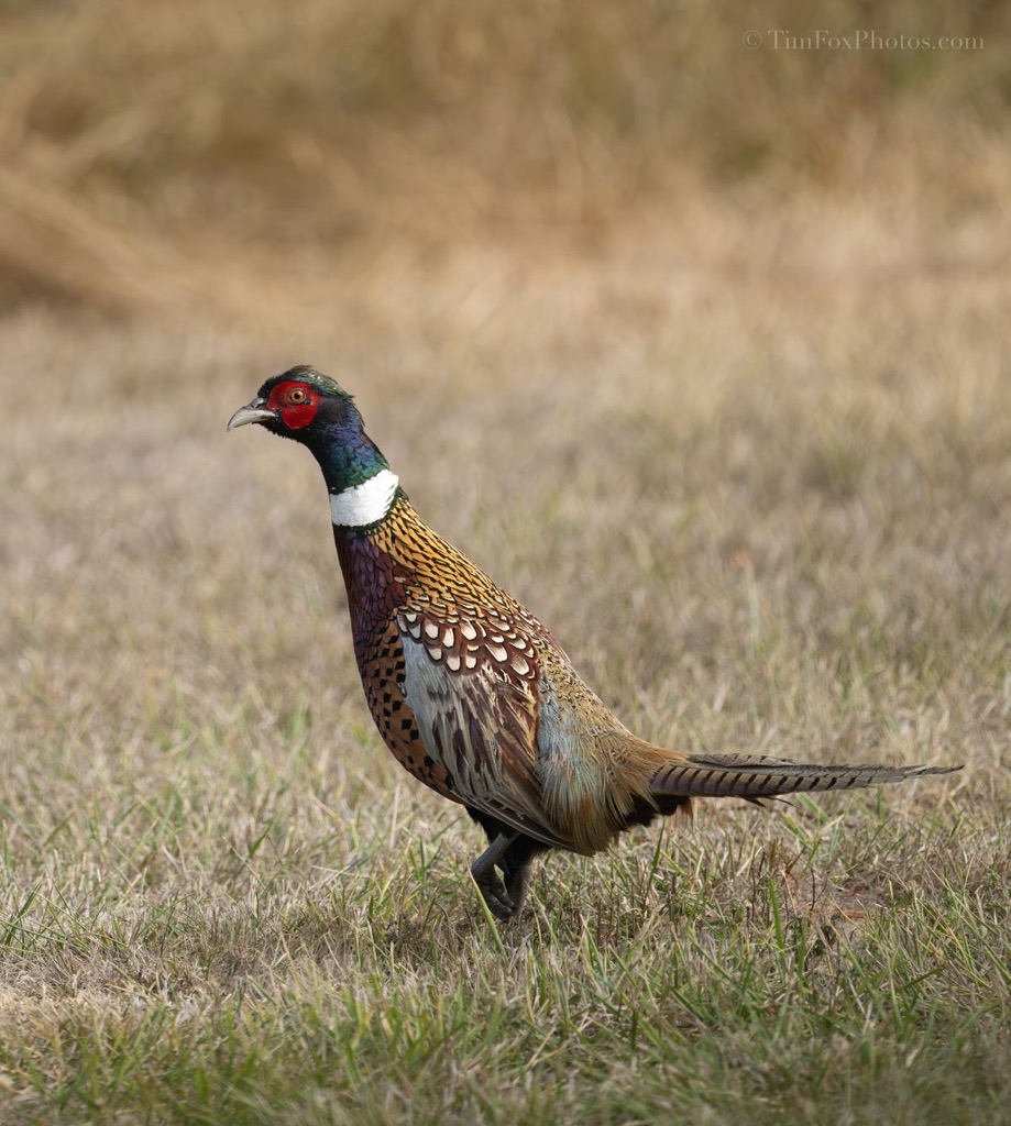 ring-necked Pheasant