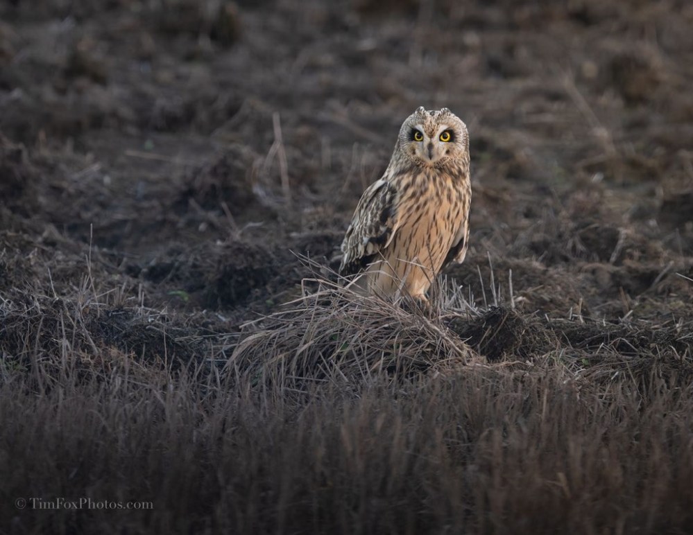 short-eared owl
